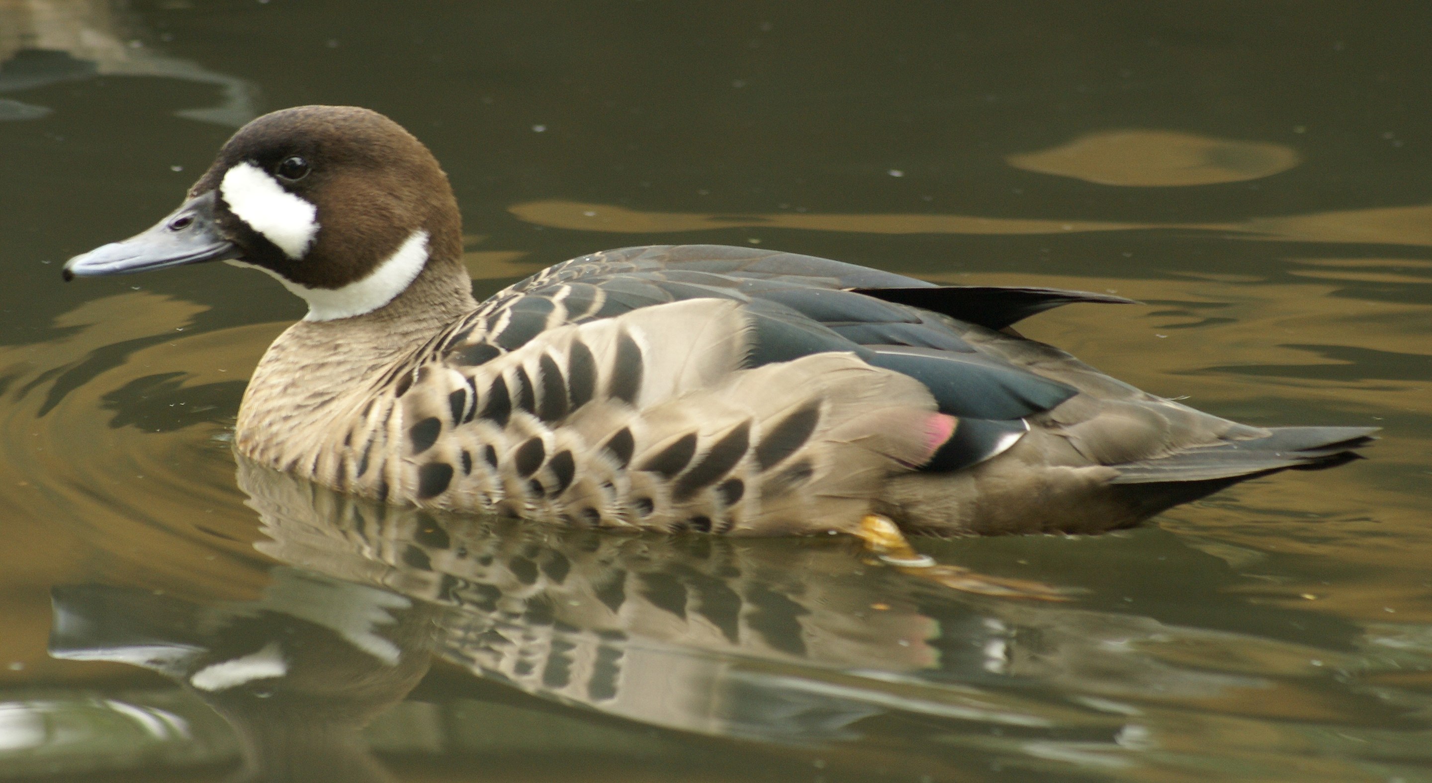 Vogelgids Bronzewinged duck (Speculanas specularis) Sierwatervogels.NL